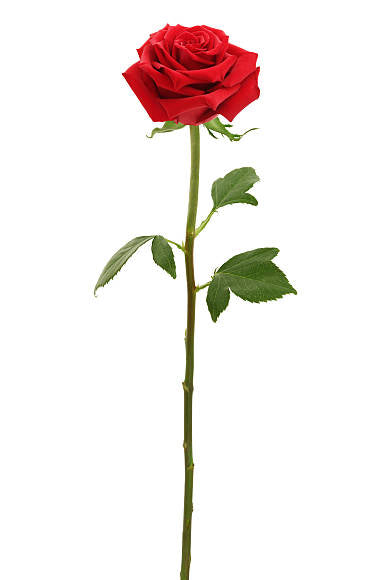 RED ROSE